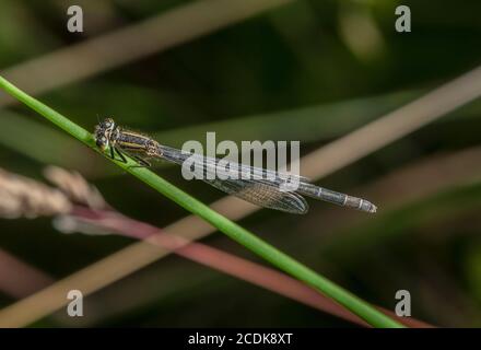 Female Blue-tailed damselfly, Ischnura elegans, perched in lakeside vegetation. Stock Photo