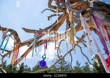 Wish tree with a rope on its branches Stock Photo