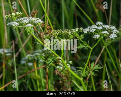 Milk-parsley, Peucedanum palustre, growing in lakeside marsh. (Foodplant of Common Swallowtail butterfly) Stock Photo