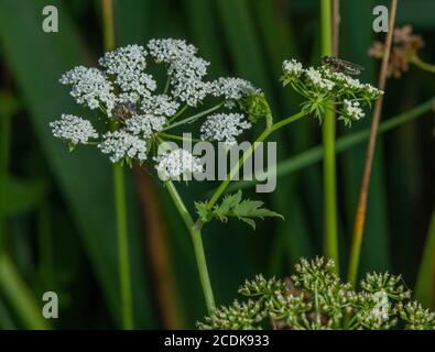 Milk-parsley, Peucedanum palustre, growing in lakeside marsh. (Foodplant of Common Swallowtail butterfly) Stock Photo