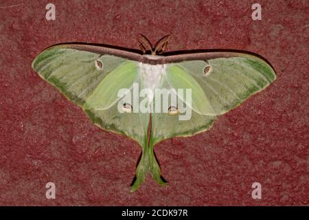 Close-up of a large female Luna moth, commonly  known as a giant silk moth Stock Photo