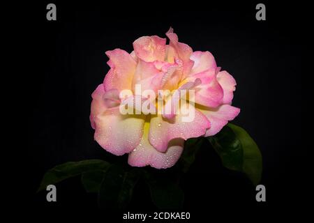 Pink Rose in Morning Dew Stock Photo