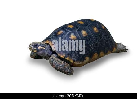 Land turtle Stock Photo