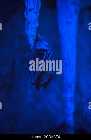 Bat hanging on a stalactite in the dark (Malayan bat) Stock Photo