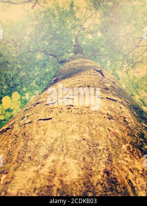 Tall tree Stock Photo