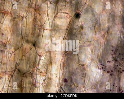 Microscopic view carrot root cells. Cross section. Optical compound microscope. Brightfield. Objective 40x. Stock Photo