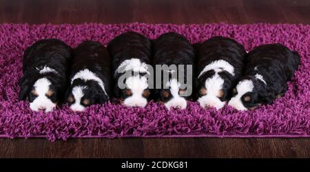 F1 Tri-colored Miniature Bernedoodle Puppies sleeping in a row on a purple rug Stock Photo