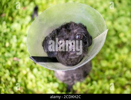 A small black mixed breed dog wearing a protective Elizabethan collar or cone collar as it recovers from surgery Stock Photo