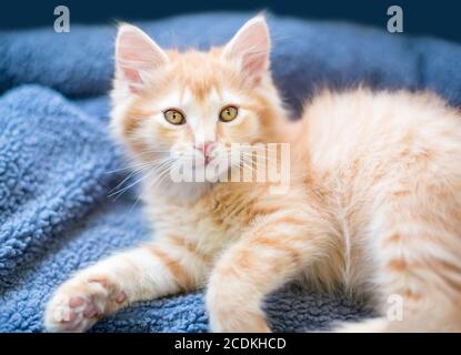 A fluffy tabby kitten relaxing on a blanket Stock Photo