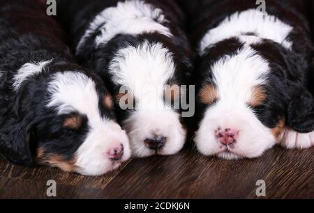 F1 Tri-colored Miniature Bernedoodle Puppies sleeping in a row on a hardwood floor Stock Photo