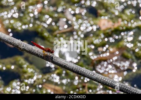Red-veined darter or nomad (Sympetrum fonscolombii) resting on rope at Lake Iseo in Italy Stock Photo