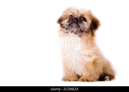 Sitting pekingese dog Stock Photo