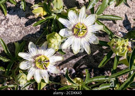 Passion Flower (Passifloraceae) in full bloom in Italy Stock Photo