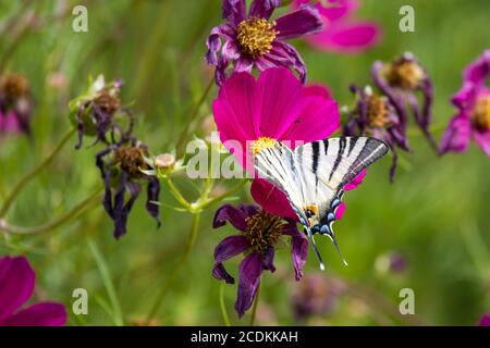 Swallowtail butterfly feeding on a Cosmos flower at Bergamo in Italy Stock Photo