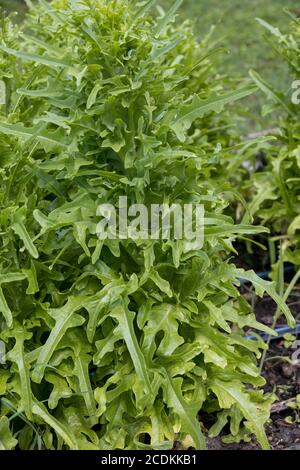 Garden Lettuce (Lactuca sativa) growing in a garden in Italy Stock Photo