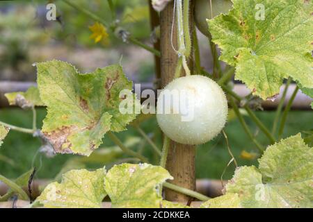 Lemon Cucumber (Cucumis sativus) growing in a garden in Italy Stock Photo