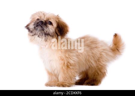 Asking pekingese dog Stock Photo