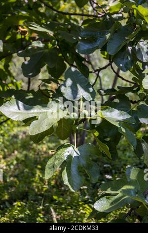 Figs growing on a Fig tree in Torre de' Roveri Italy Stock Photo