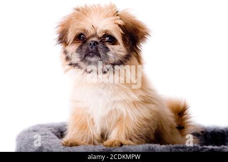Cute pekingese dog Stock Photo