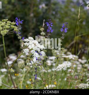 Salvia pratensis and cow parsley growing wild in the Dolomites Stock Photo