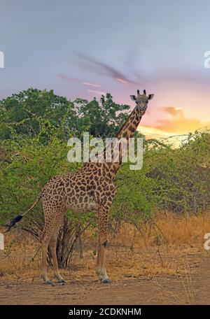 A solitary Giraffe stands looking ahead with a natural bush background in South Luangwa National Park, Zambia Stock Photo