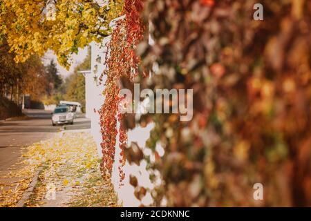 Brick fence braided with yellow wild grapes. Golden leaves on wall in autumn. Copy space Stock Photo