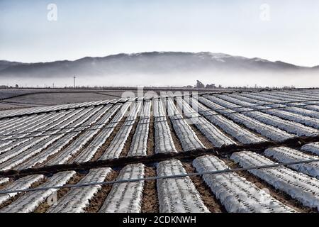 Agricultural Field Covered in Plastic Sheeting Stock Photo
