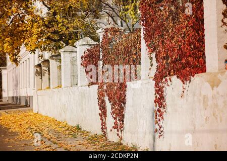 Brick fence braided with yellow wild grapes. Golden leaves on wall in autumn. Copy space Stock Photo