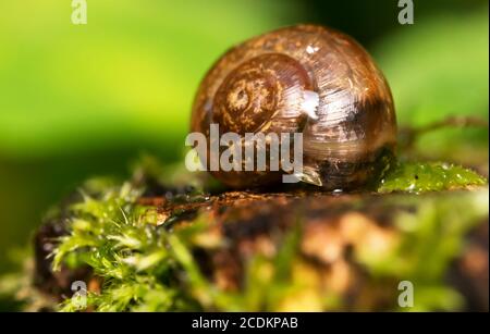 Macro shot of snail on the moss. Helix pomatia. Stock Photo