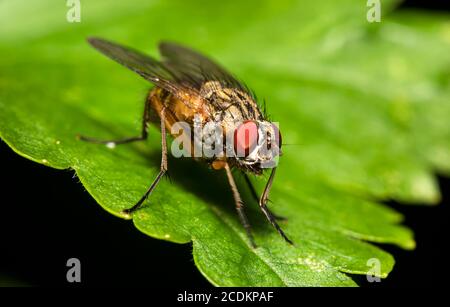 Macro shot of Flesh fly on the leaf. Sarcophagidae. Stock Photo