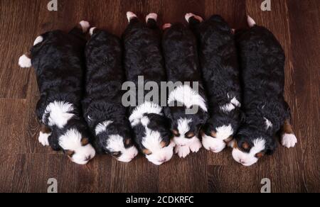 F1 Tri-colored Miniature Bernedoodle Puppies sleeping in a row on a hardwood floor Stock Photo
