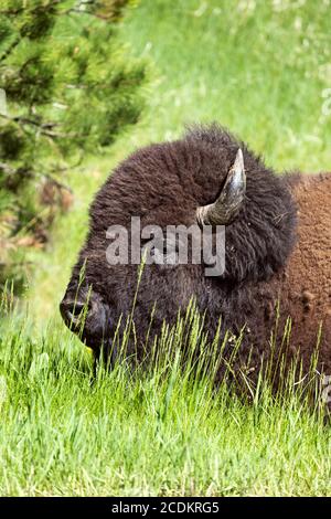 American Bison (Buffalo) grazing in the grass at Custer State Park, South Dakota, USA Stock Photo