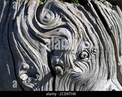 shadows & light of sunshine on coils & swirls of gnarled sun-bleached grainy wood of old stump of dead hardwood tree in Cumbria England UK Stock Photo