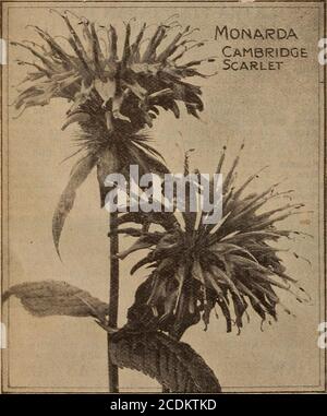 . Childs' spring 1922 : seeds that satisfy plants that please bulbs that bloom berries that bear . THE VARIEGATED LEAVED FUNKIA MAKES A FINE BORDER PLANT. FUNKIA, Day Lily Large White—Large trumpet shaped flowers of pur-est white. Wax-like in texture and with a deliciousfragrance. No sweeter, lovelier or more perfect flowercan he grown. Perfectly hardy and easy to grow.Blooms continuously from August until frost. 50c each Variegated Leaved—Leaves as handsome as a flower.A rosette-cluster of almost white leaves, lightly stripedwith green and yellow. Flowers pretty pale lilac-blueon tall spikes. Stock Photo