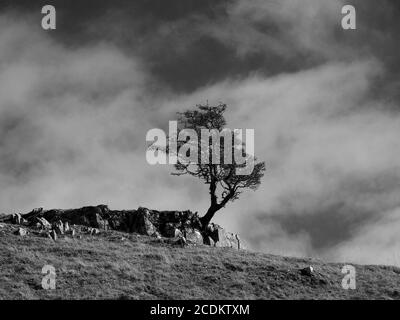 iconic lone craggy Hawthorn Tree (Crataegus monogyna) on limestone pavement silhouetted against grey sky at Malham North Yorkshire, England, UK Stock Photo