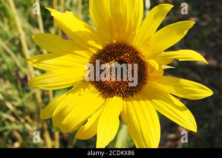 Two goldenrod soldier beetle (Chauliognathus pensylvanicus) mating on a common sunflower (Helianthus annuus) in Ottawa, Ontario, Quebec. Stock Photo