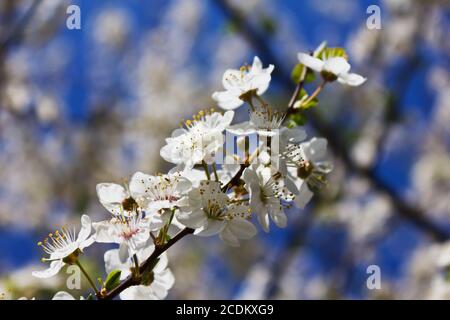 Blossomed apple tree flower on background of blue sky in a spring day. Stock Photo