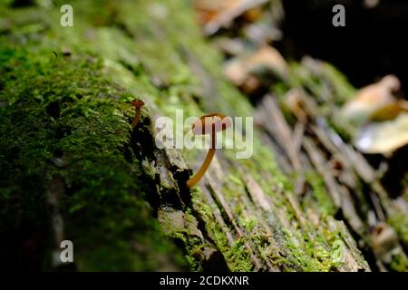 A small orange bonnet mushroom (Mycena leaiana?) growing on a mossy dead log in a Quebec forest, Wakefield, Canada. Stock Photo