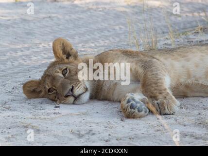 dustyAn Adorable adolescent Lion Cub laying on the dry sandy ground in Hwange National park, Zimbabwe Stock Photo