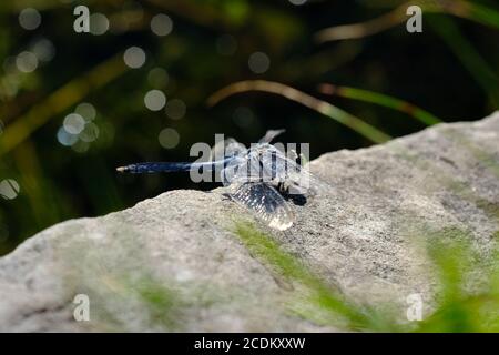 Male blue dasher (Pachydiplax longipennis) skimmer dragonfly sunning on a rock by Dow's Lake, Ottawa, Ontario, Canada. Stock Photo