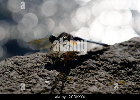 Male blue dasher (Pachydiplax longipennis) skimmer dragonfly sunning on a rock by Dow's Lake, Ottawa, Ontario, Canada. Stock Photo