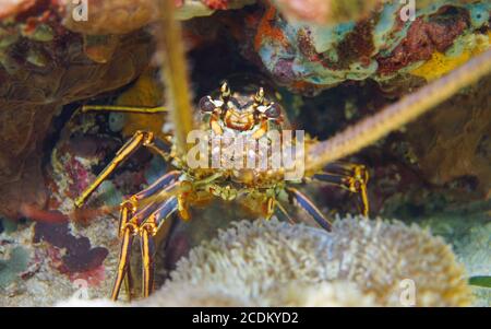 A Caribbean spiny lobster underwater close-up, Caribbean sea Stock Photo