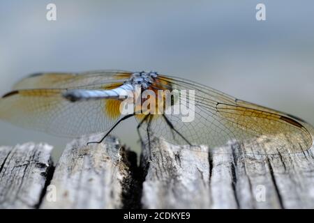 Close up of a blue dasher (Pachydiplax longipennis) skimmer dragonfly on the boardwalk at Dow's Lake, Ottawa, Ontario, Canada. Stock Photo