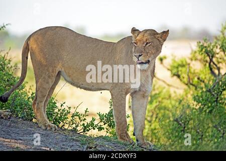 Lioness standinfoliageg on a large rock looking with tongue sticking out in Hwange National Park, Zimbabwe