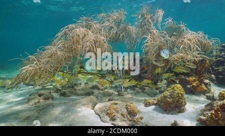 Underwater Caribbean sea, shoal of tropical fish below sea plume soft coral Stock Photo