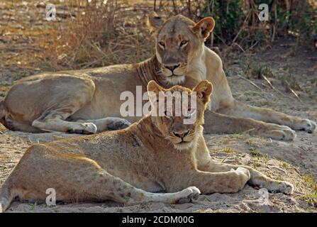 Lioness resting in the shde, with another blurred lion in the background -South Luangwa National Park, Zambia Stock Photo