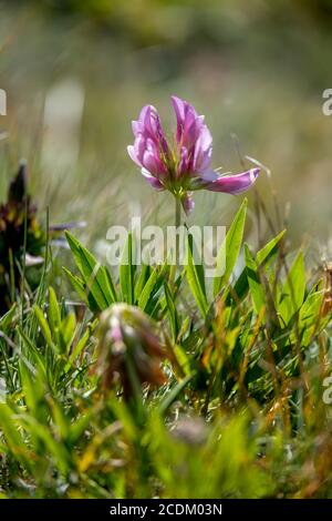Alpine Clover (Trifolium alpinum) growing wild in the Dolomites Stock Photo