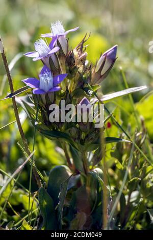 Alpine Gentian (Gentiana nivalis) growing wild in the Dolomites Stock Photo