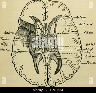 . Handbook of anatomy; being a complete compend of anatomy, including the anatomy of the viscera a chapter on dental anatomy, numerous tables, and incorporating the newer nomenclature adopted by the German anatomical Society, generally designated the Basle nomenclature or BNA . ongata and the cerebellum, and the fifth ventricle within theseptum lucidum between the two lateral ventricles. The ventricles intercommunicate—the two lateral ventricleswith the third by means of the foramen of Monro (forameninterventriculars), the third with the fourth ventricle by meansof the iter a tertio ad quartum Stock Photo