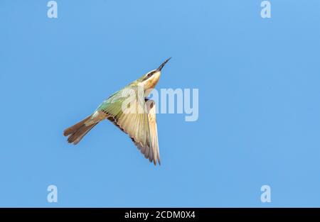 Western blue-cheeked bee-eater, African Blue-cheeked bee-eater (Merops persicus chrysocercus), juvenile flying up in the sky, Morocco Stock Photo